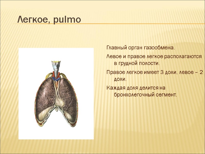 Легкое, pulmo Главный орган газообмена. Левое и правое легкое располагаются в грудной полости. Правое